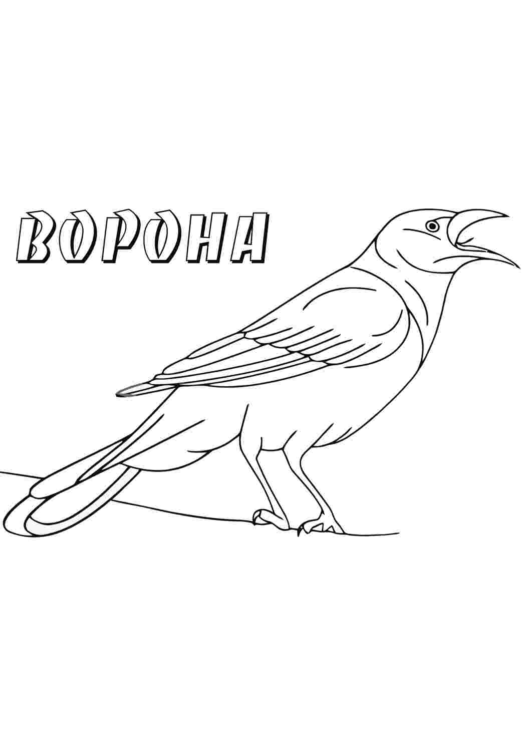 раскраски животных. Раскраска без регистарции.