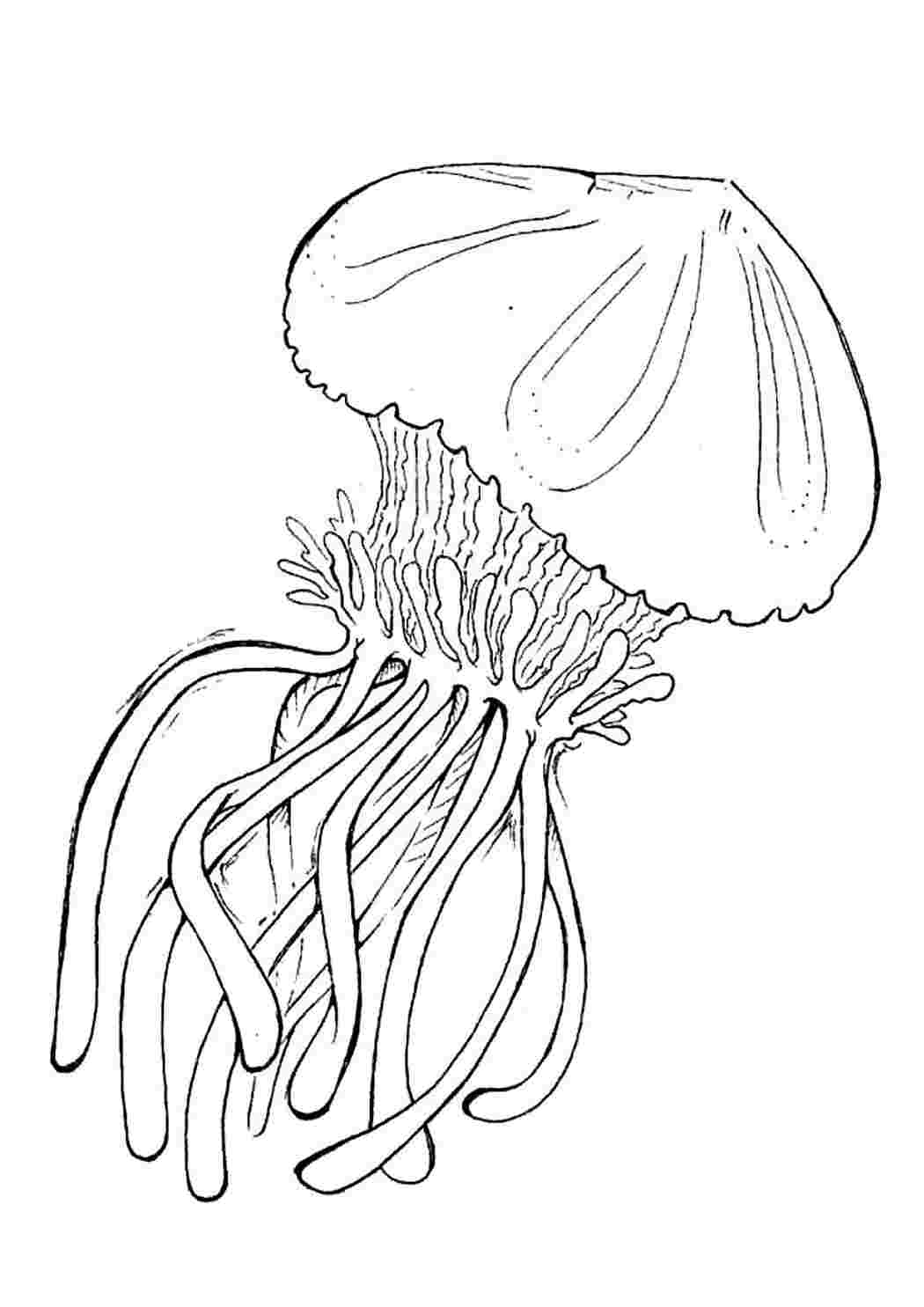 Раскраски раскраска медуза. Обучающие раскраски. раскраска медуза. Распечатать раскраски.