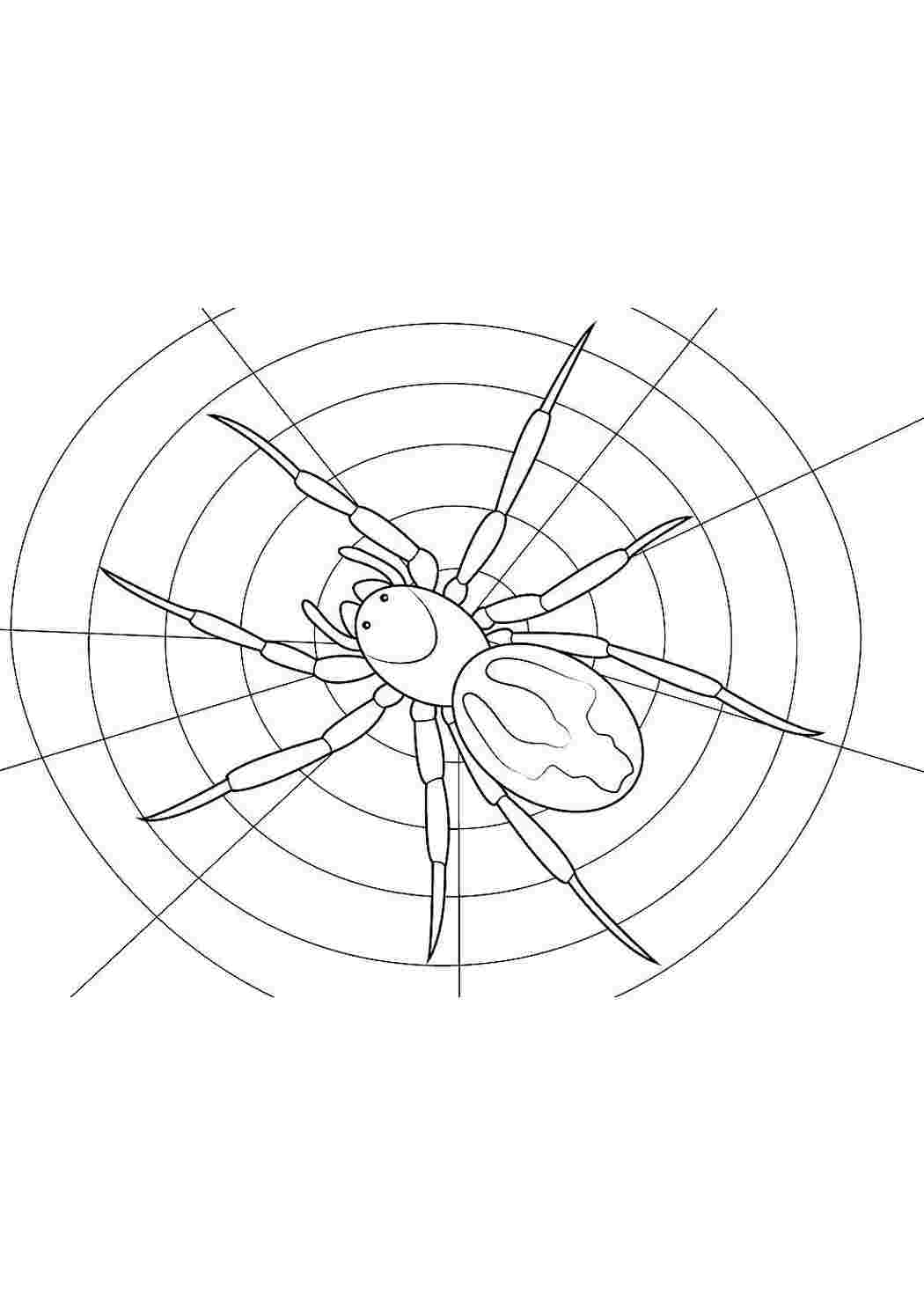 Раскраски детские раскраски раскраска паутина. Раскраски в формате А4. детские раскраски раскраска паутина. Раскраски.