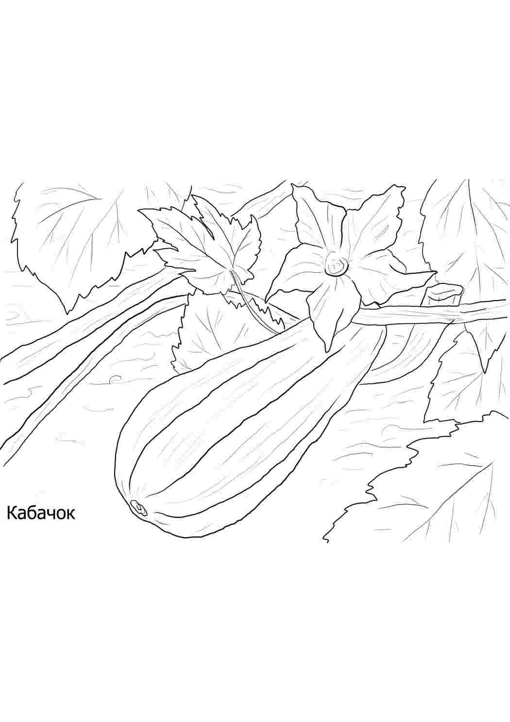 Раскраски раскраска кабачок. Раскраска без регистарции. раскраска кабачок. Онлайн раскраски.