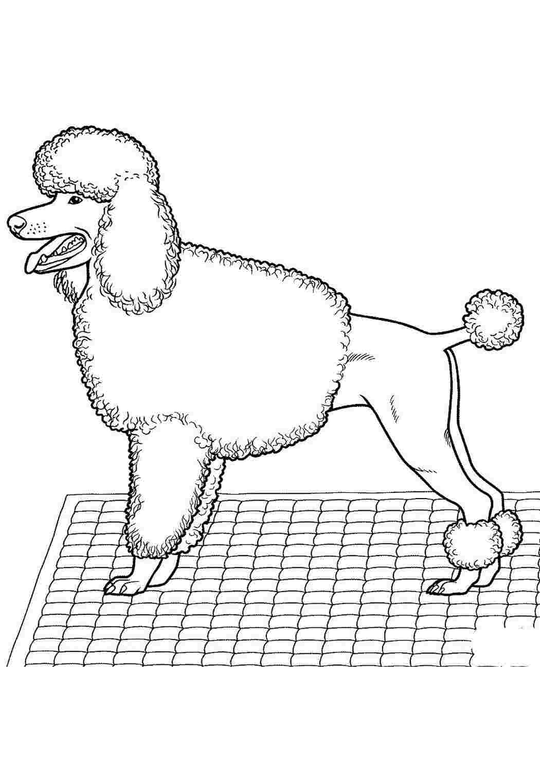 Раскраски раскраски животные раскраска пудель. Раскраска без регистарции. раскраски животные раскраска пудель. Распечатать раскраски на сайте.