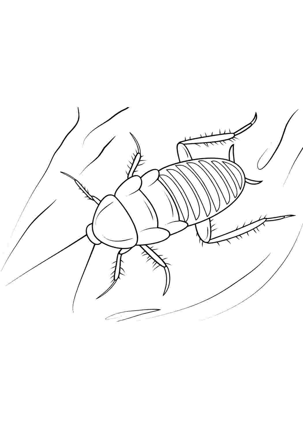 таракан. Хорошие раскраски.
