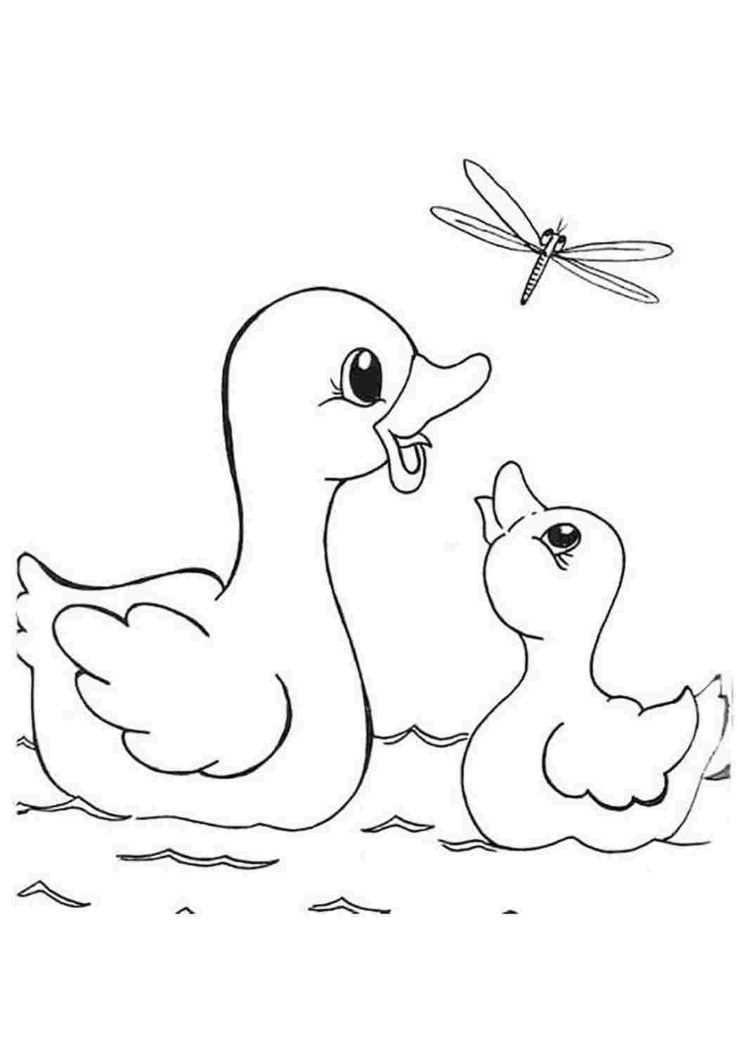 Раскраска утка с утятами на озере – Развивающие иллюстрации