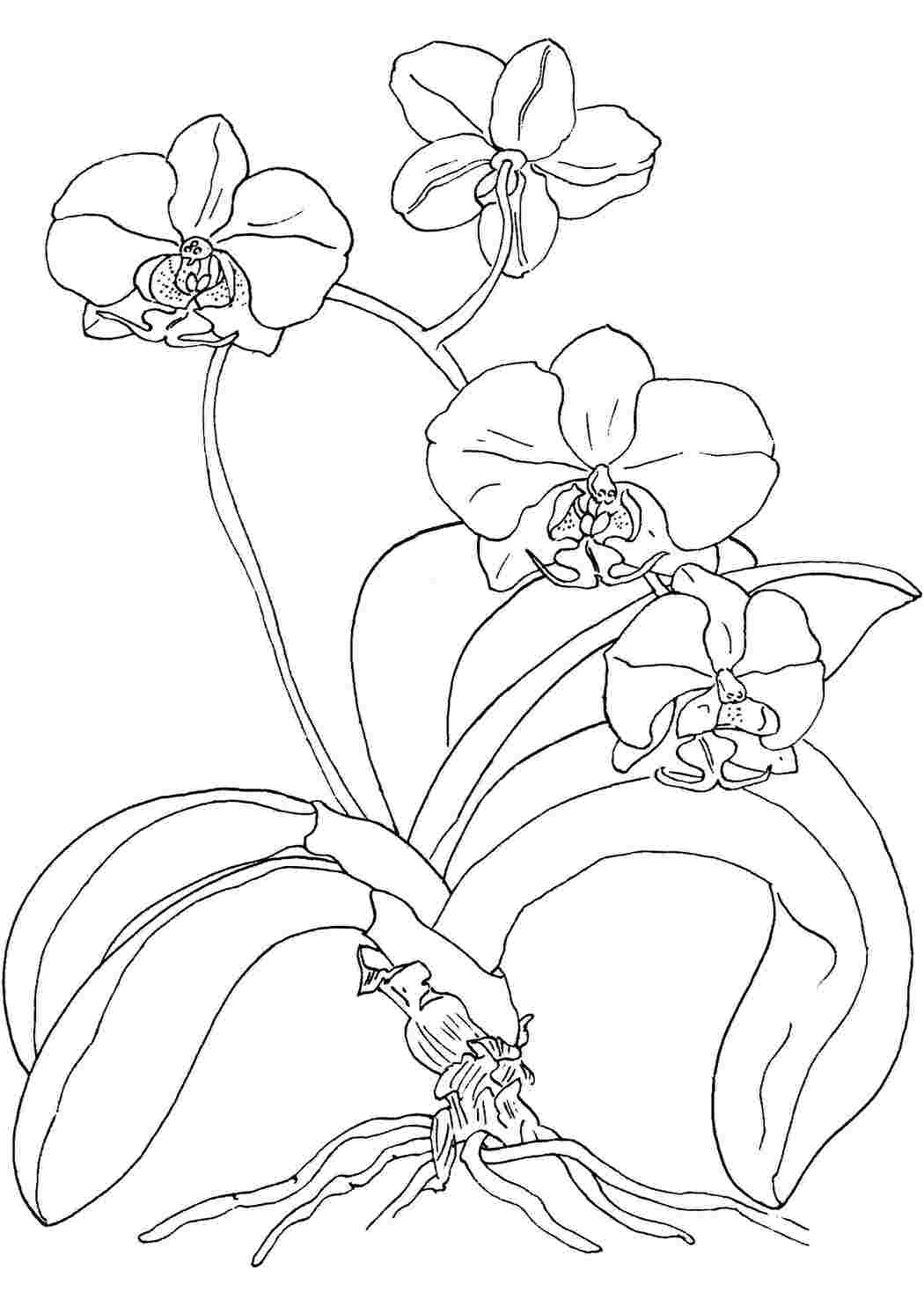 Раскраска по номерам Триптих Орхидеи, 80х50 см, Schipper (9260603)