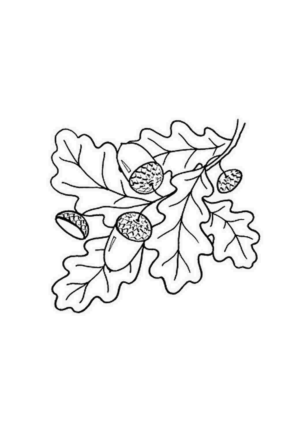 Осенние листья рисунок раскраска (48 фото) » рисунки для срисовки на жк-вершина-сайт.рф