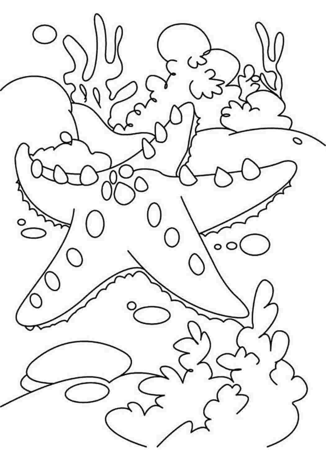 Раскраска Морская звезда для печати — Раскраски для печати бесплатно