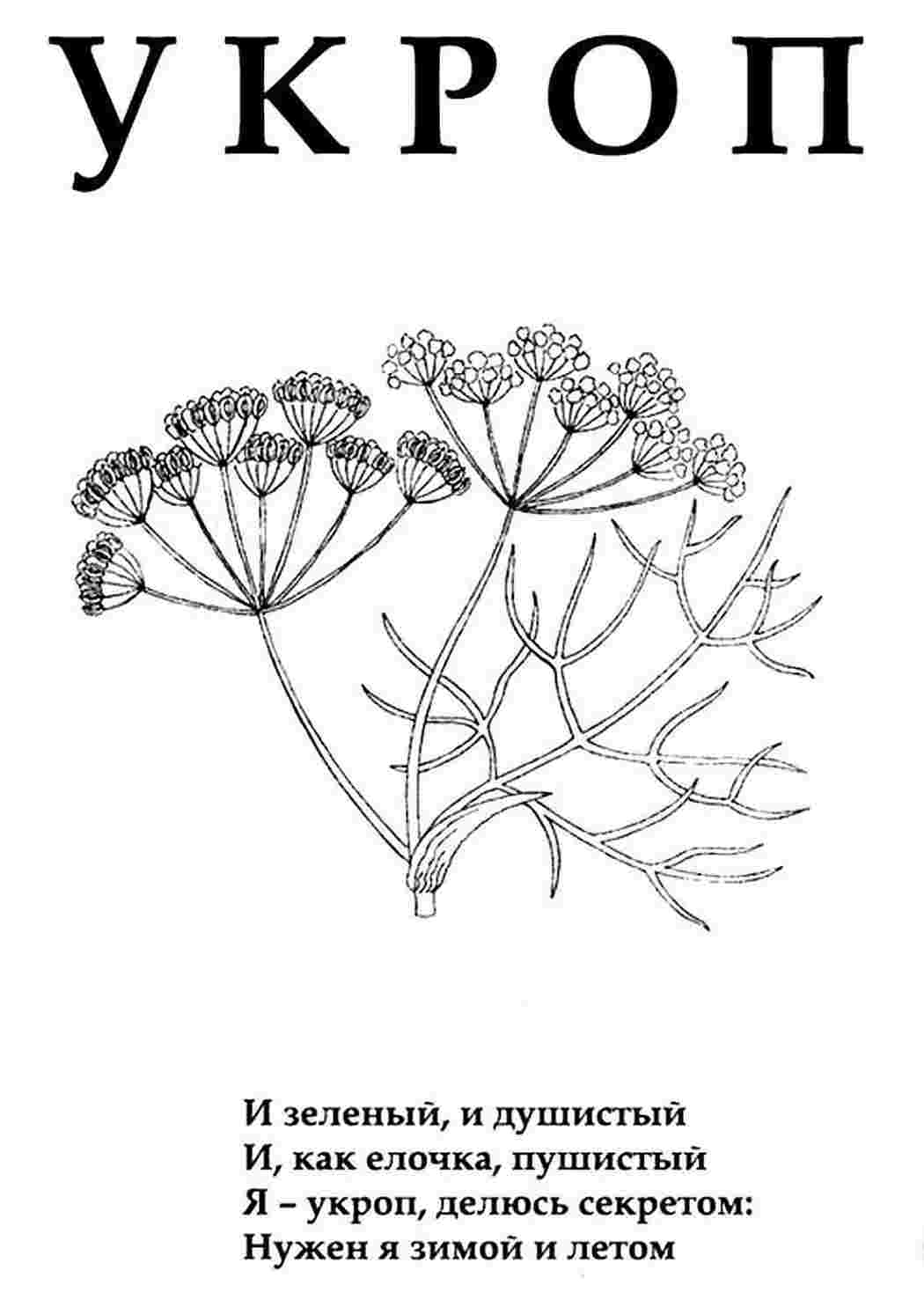 Укроп раскраска для детей