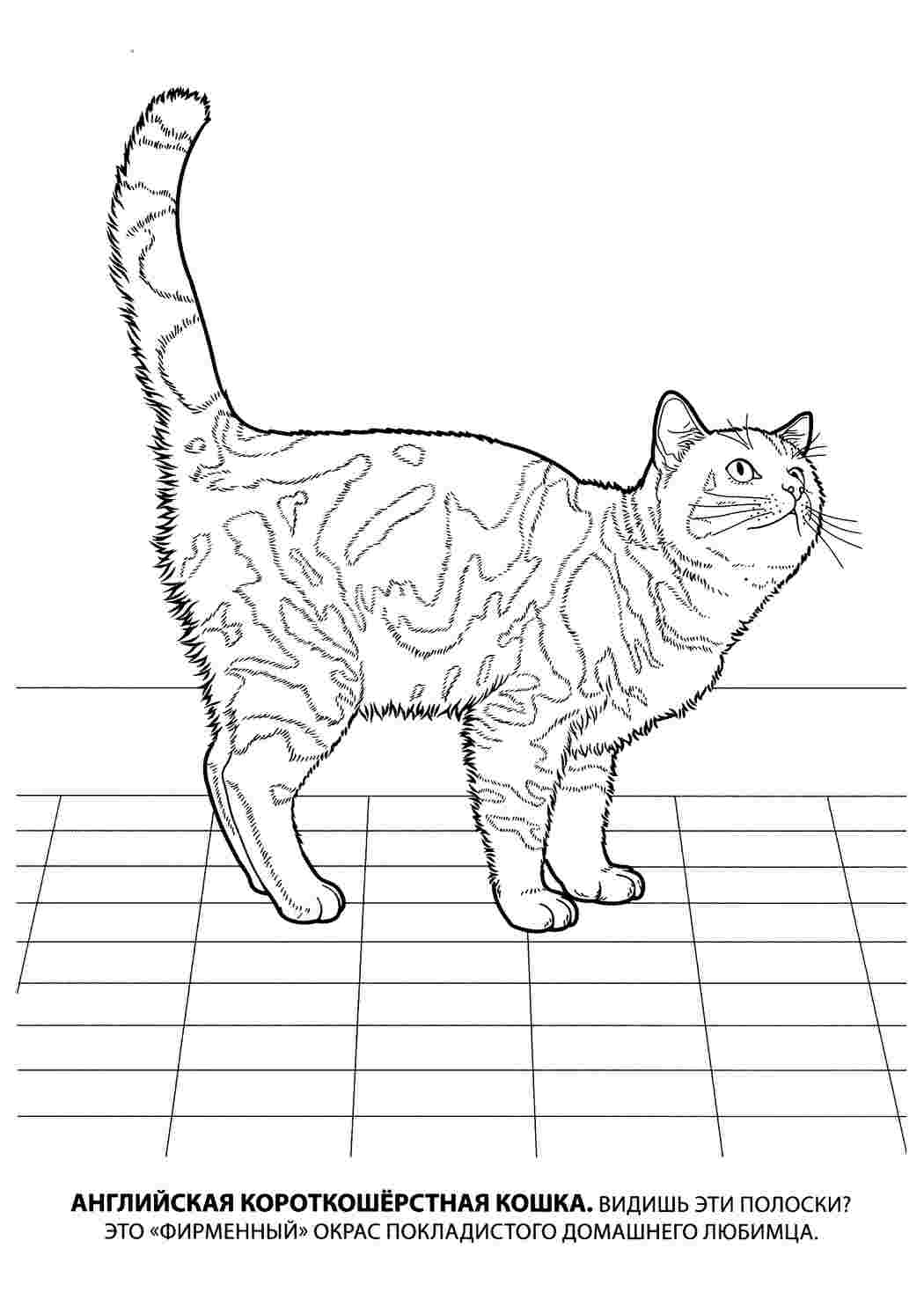 Раскраски Бирманская кошка. Раскраски в формате А4. Бирманская кошка. Раскраска для печати.