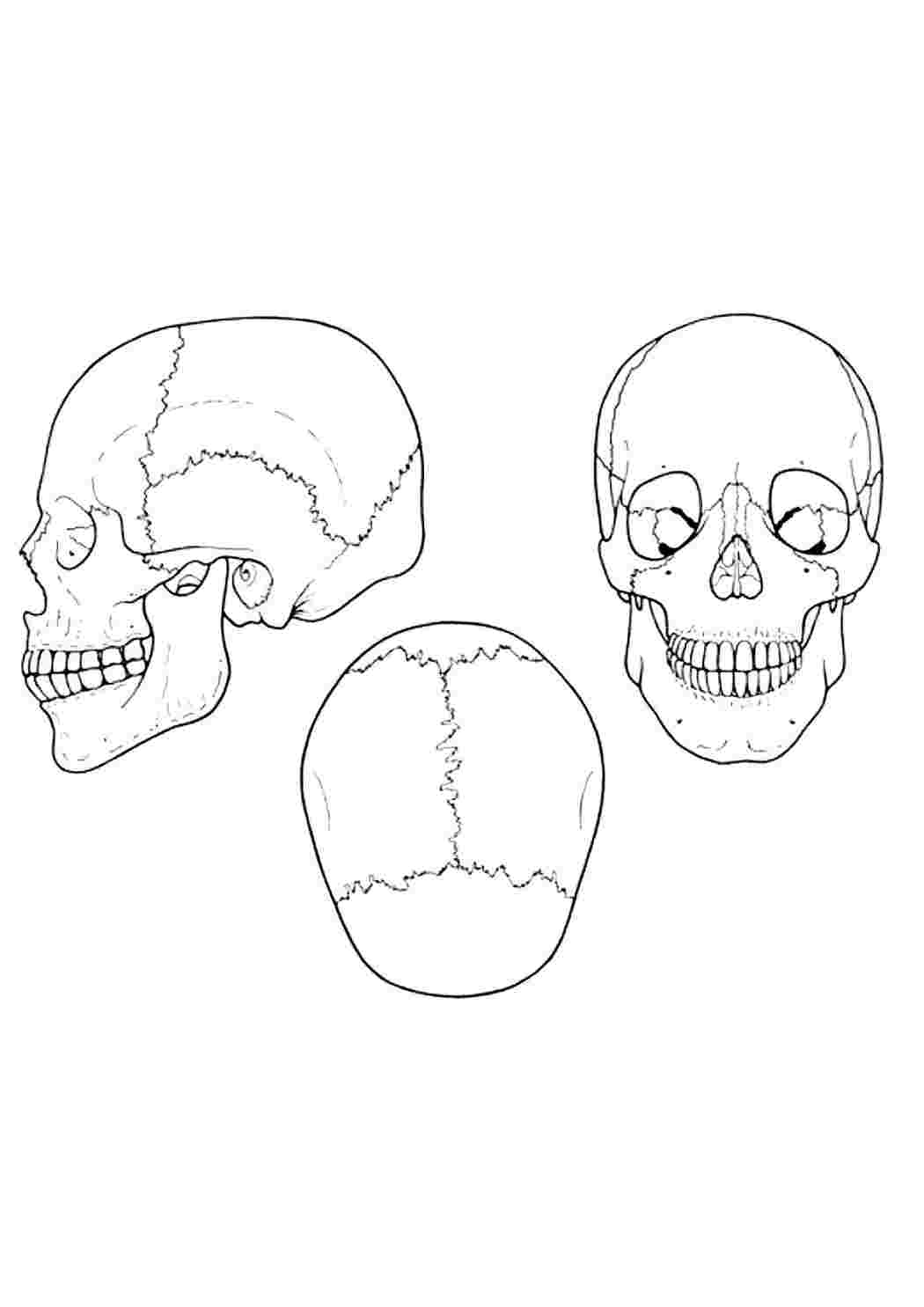 раскраски для мальчиков раскраска череп. Раскраска без регистарции.