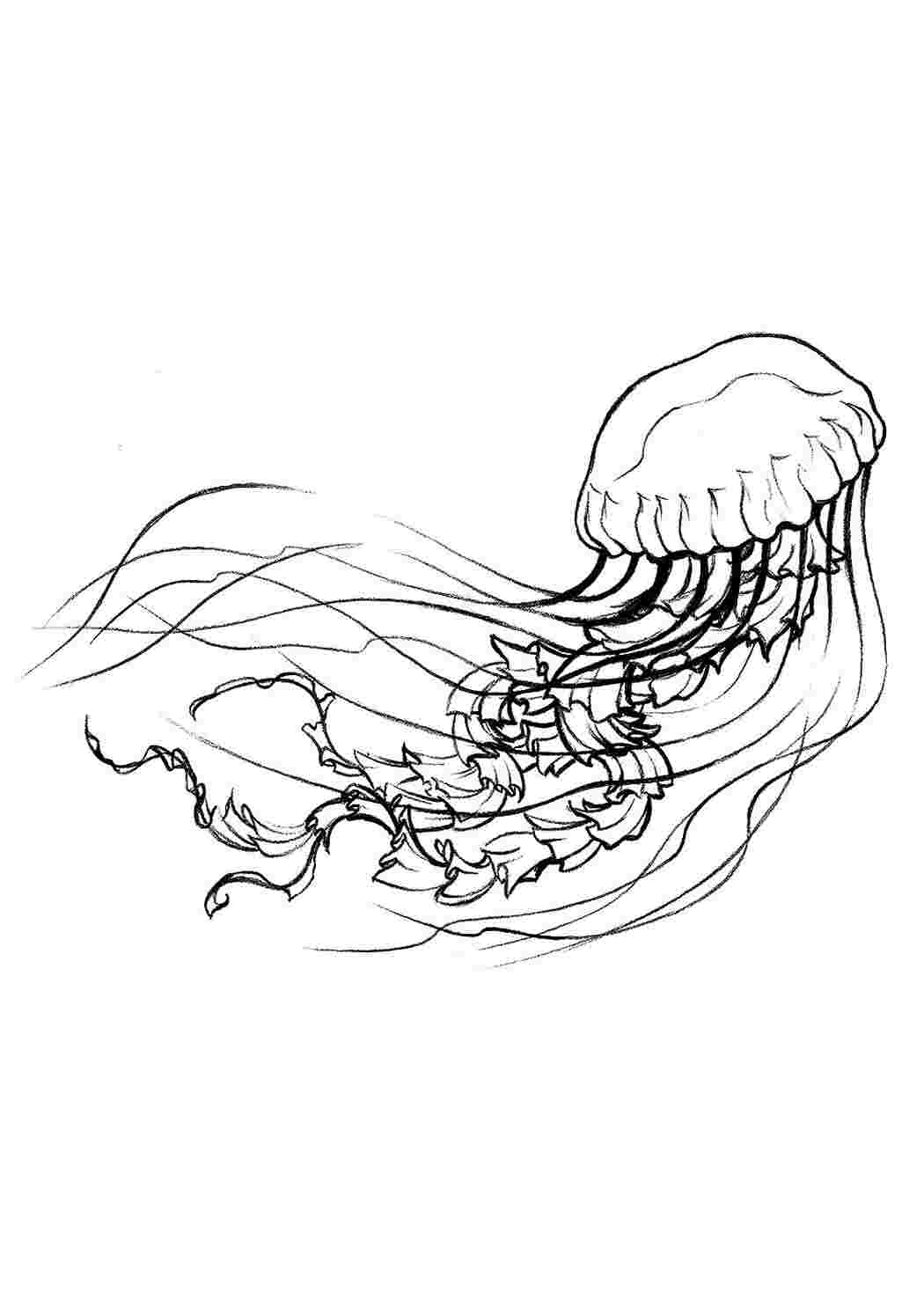 раскраски животные раскраска медуза. Онлайн раскраска.
