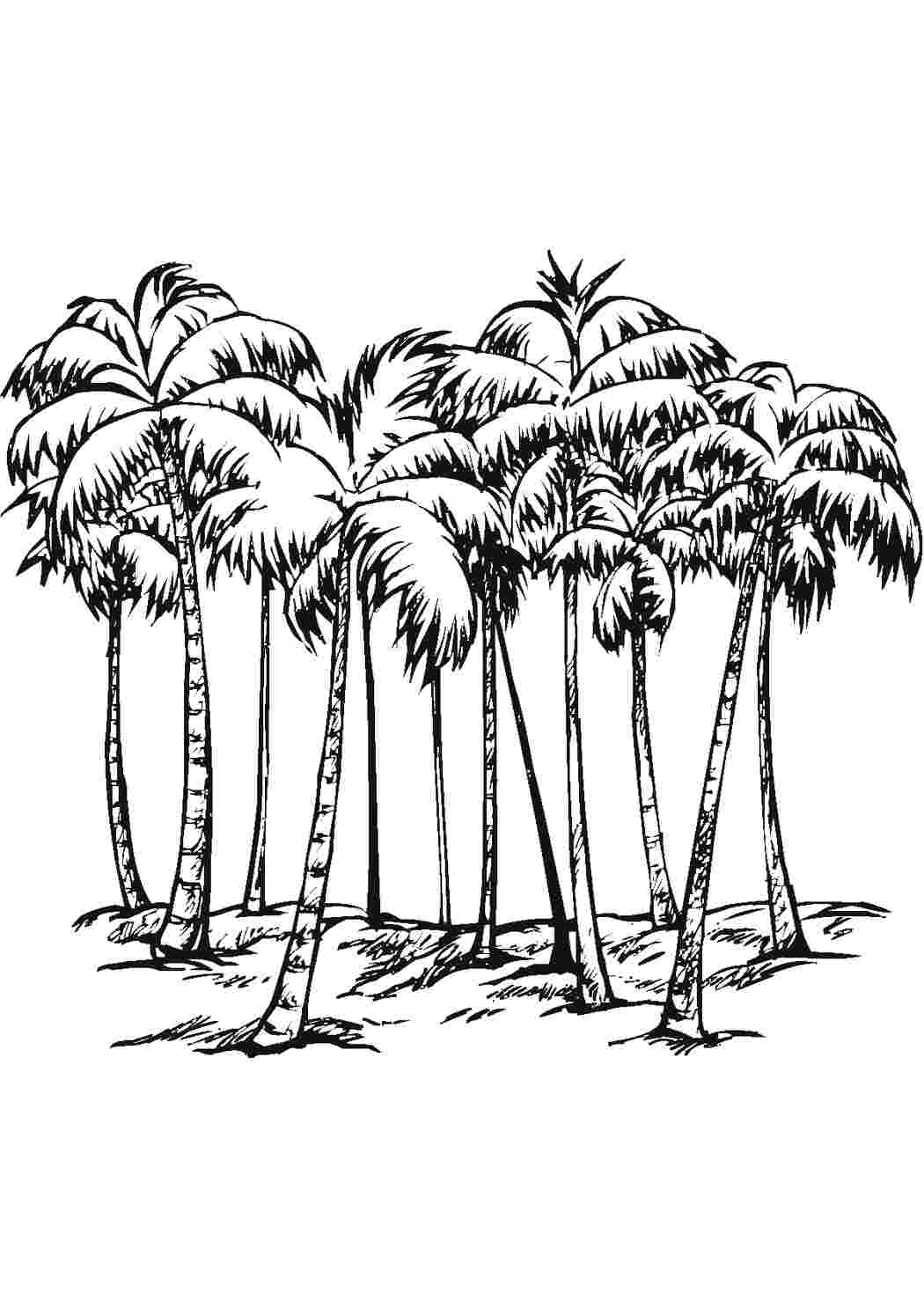 Раскраски раскраски природа раскраска пальма. Раскраски для развития. раскраски природа раскраска пальма. Сайт с раскрасками.