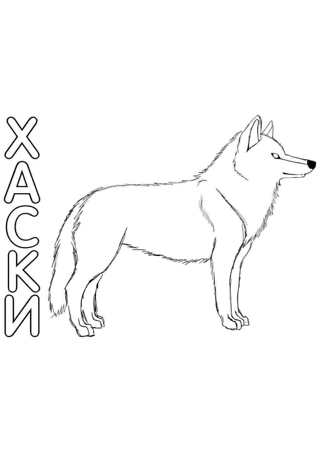 хаски. Раскраски без СМС.