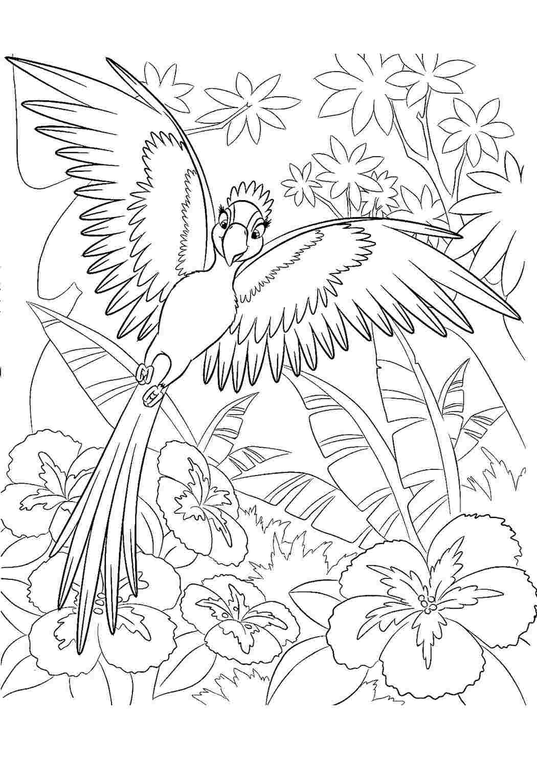 Картинки попугаев для срисовки - 82 фото