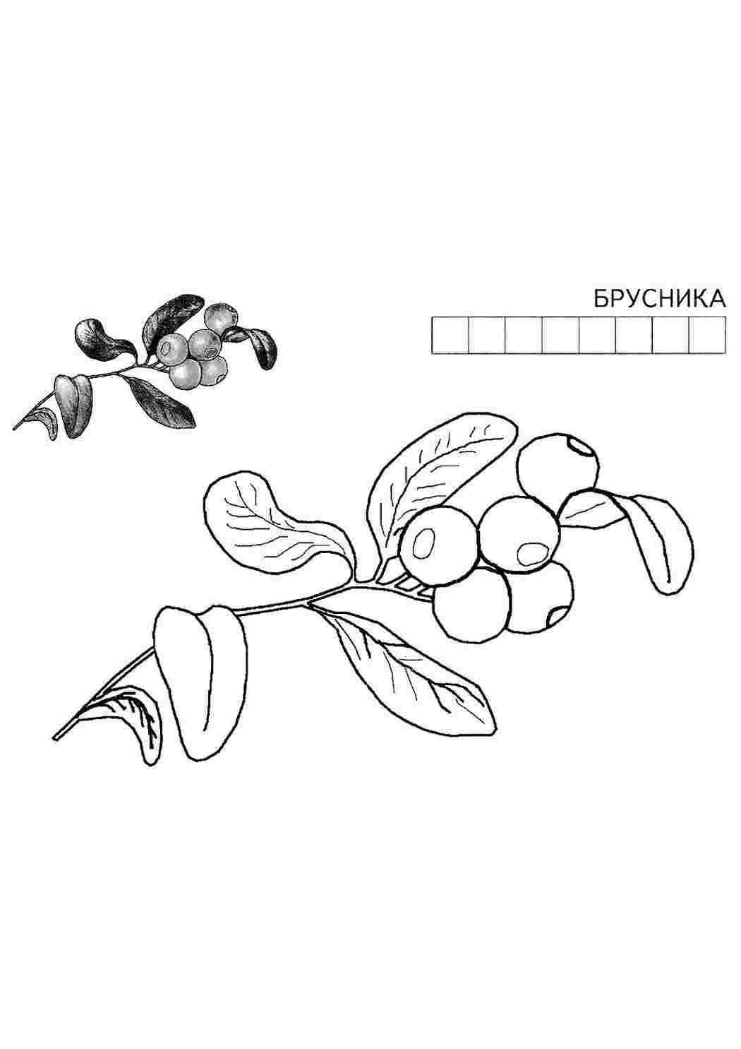 раскраска брусника. Раскраска без регистарции.