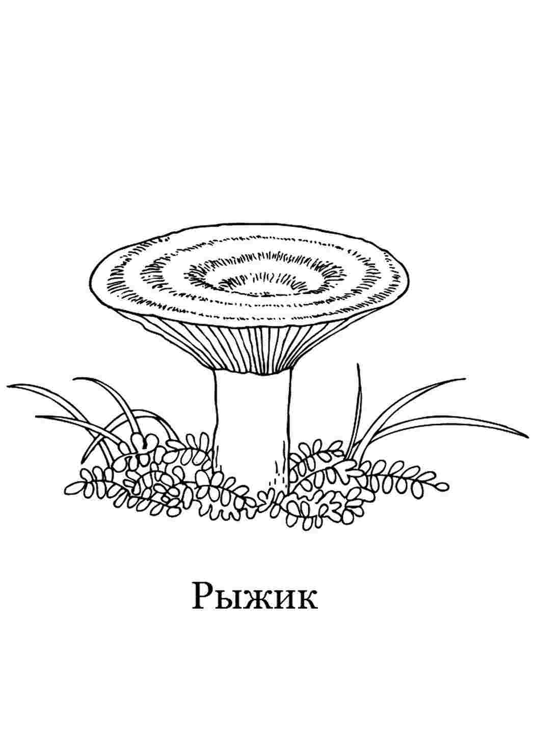 Раскраска Раскраска рыжик распечатать. Интересные раскраски.