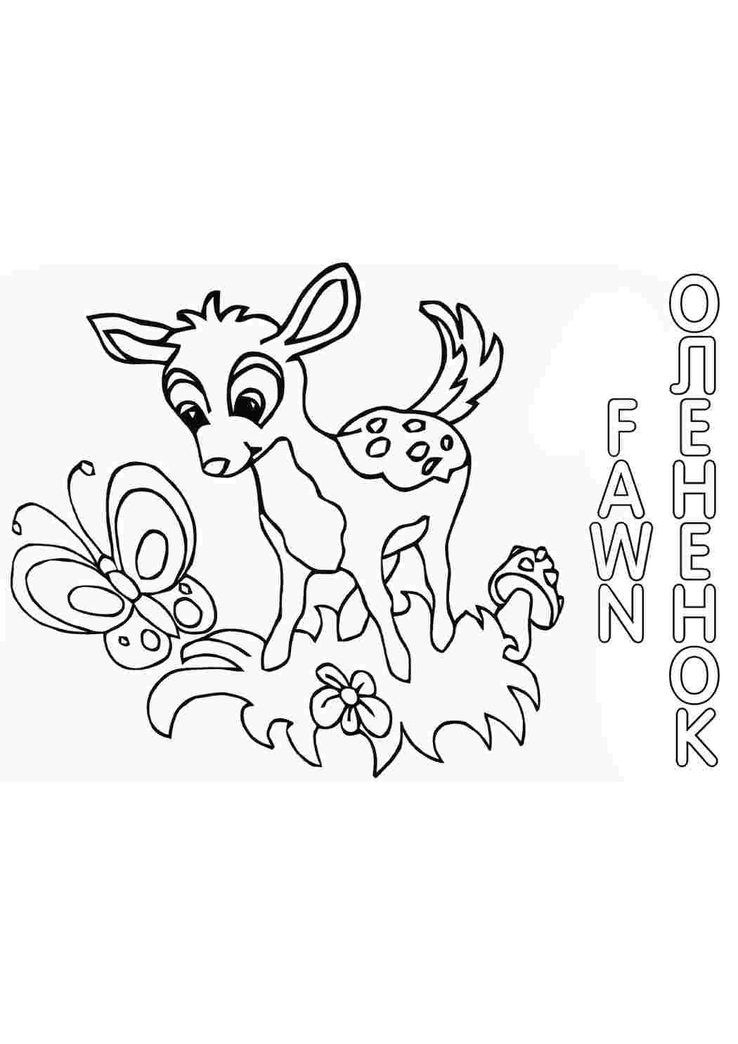 олененок. Сайт с раскрасками.