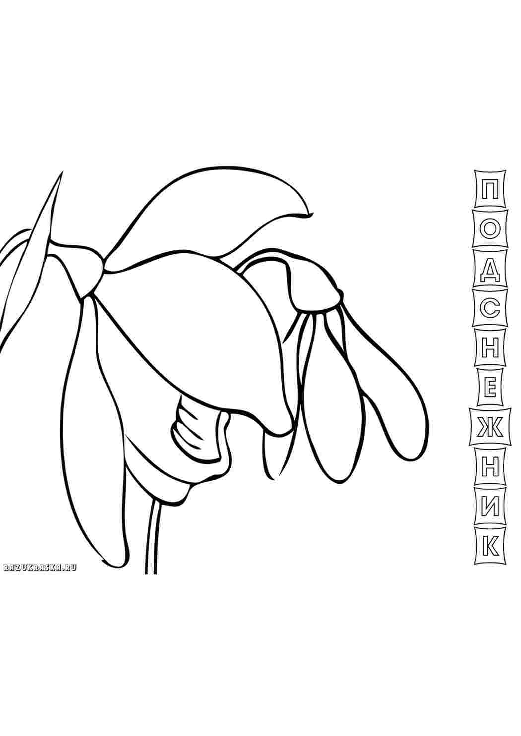 Раскраски подснежник природа. Раскраски. подснежник природа. Раскраска без регистарции.