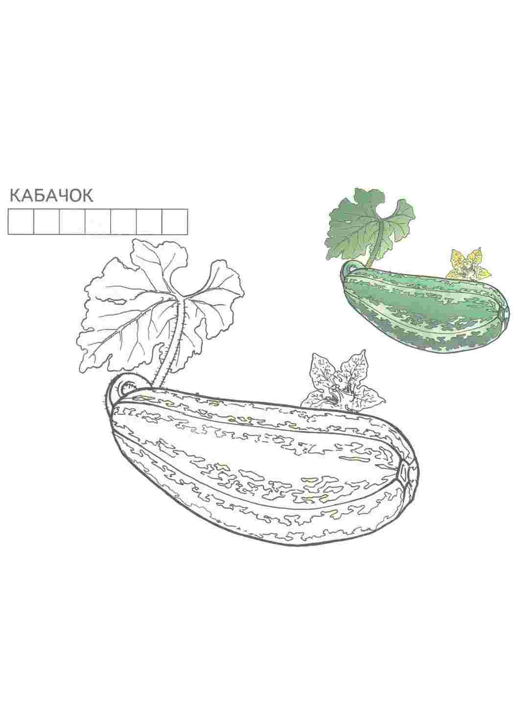 Раскраски раскраска кабачок. Много раскрасок. раскраска кабачок. Скачать раскраски.