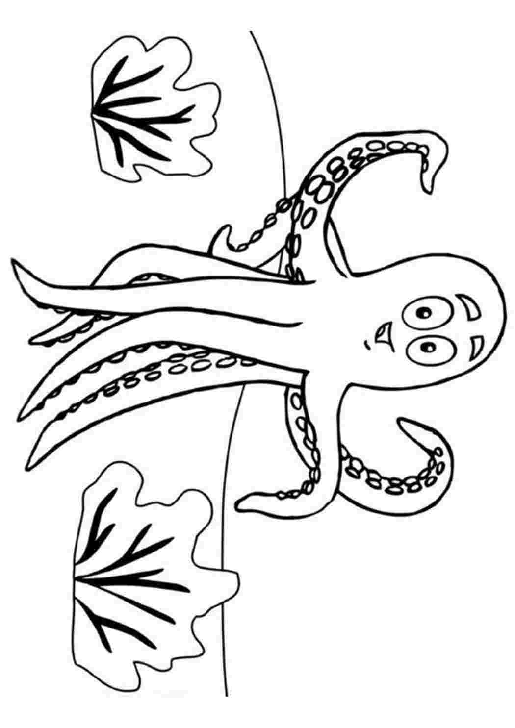 Раскраски Осьминожка. Разукраска. Осьминожка. Раскраски для развития.