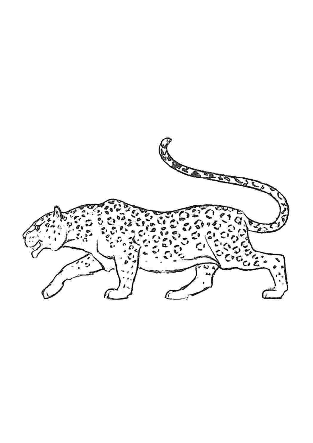 Раскраска ягуар – Развивающие иллюстрации