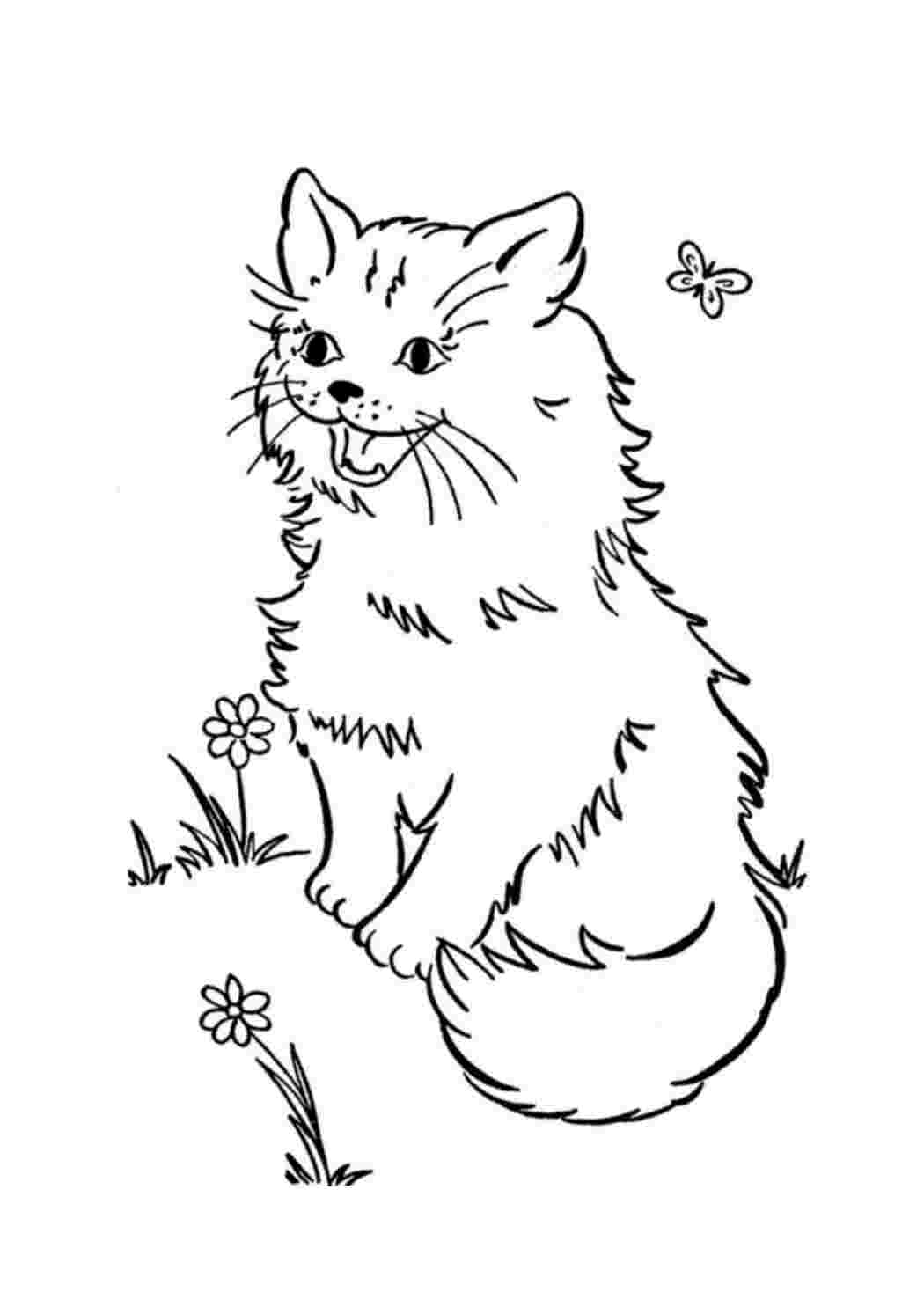 Британская кошка рисунок