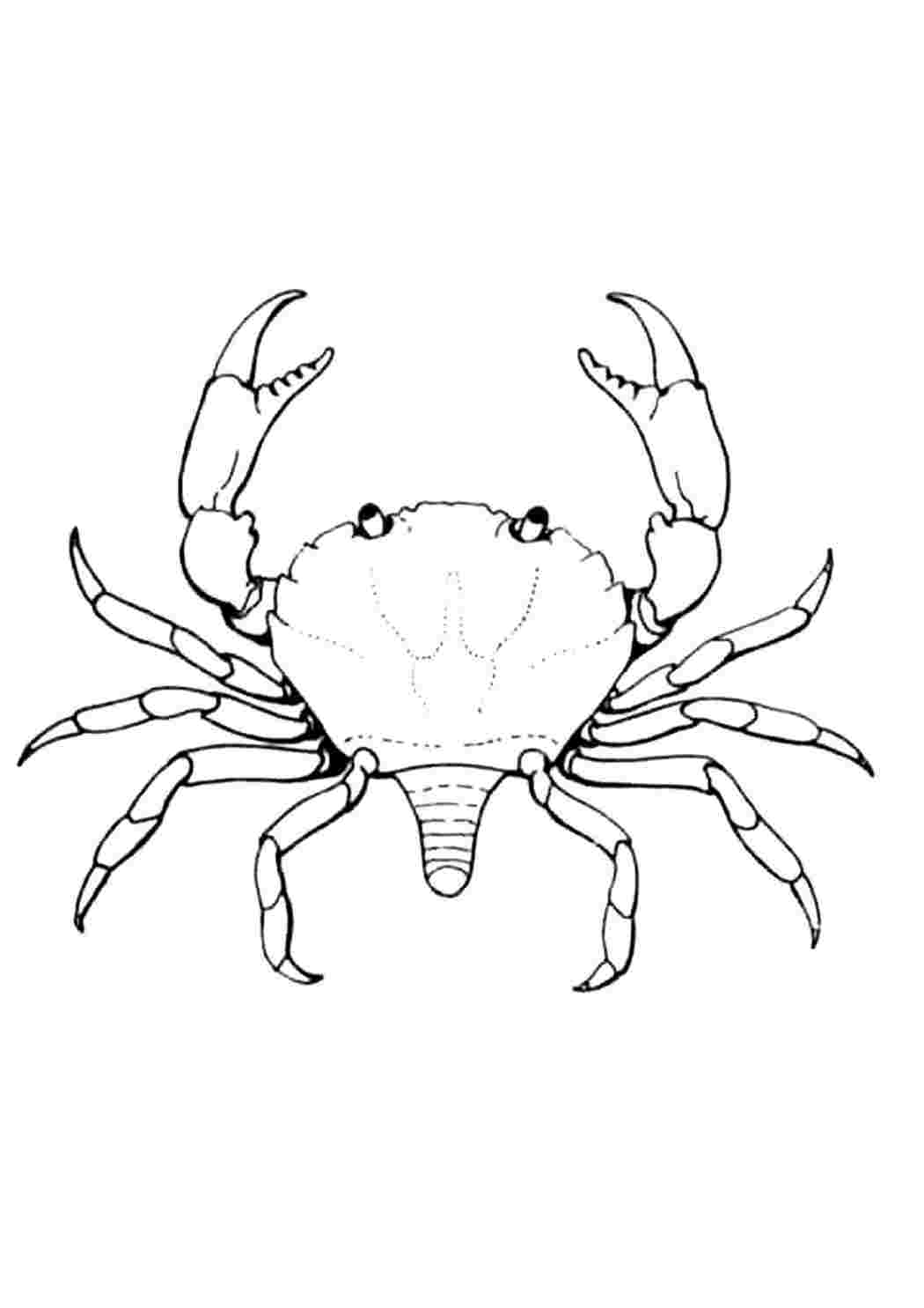 Раскраски раскраски животные раскраска краб. Много раскрасок. раскраски животные раскраска краб. Онлайн раскраски.