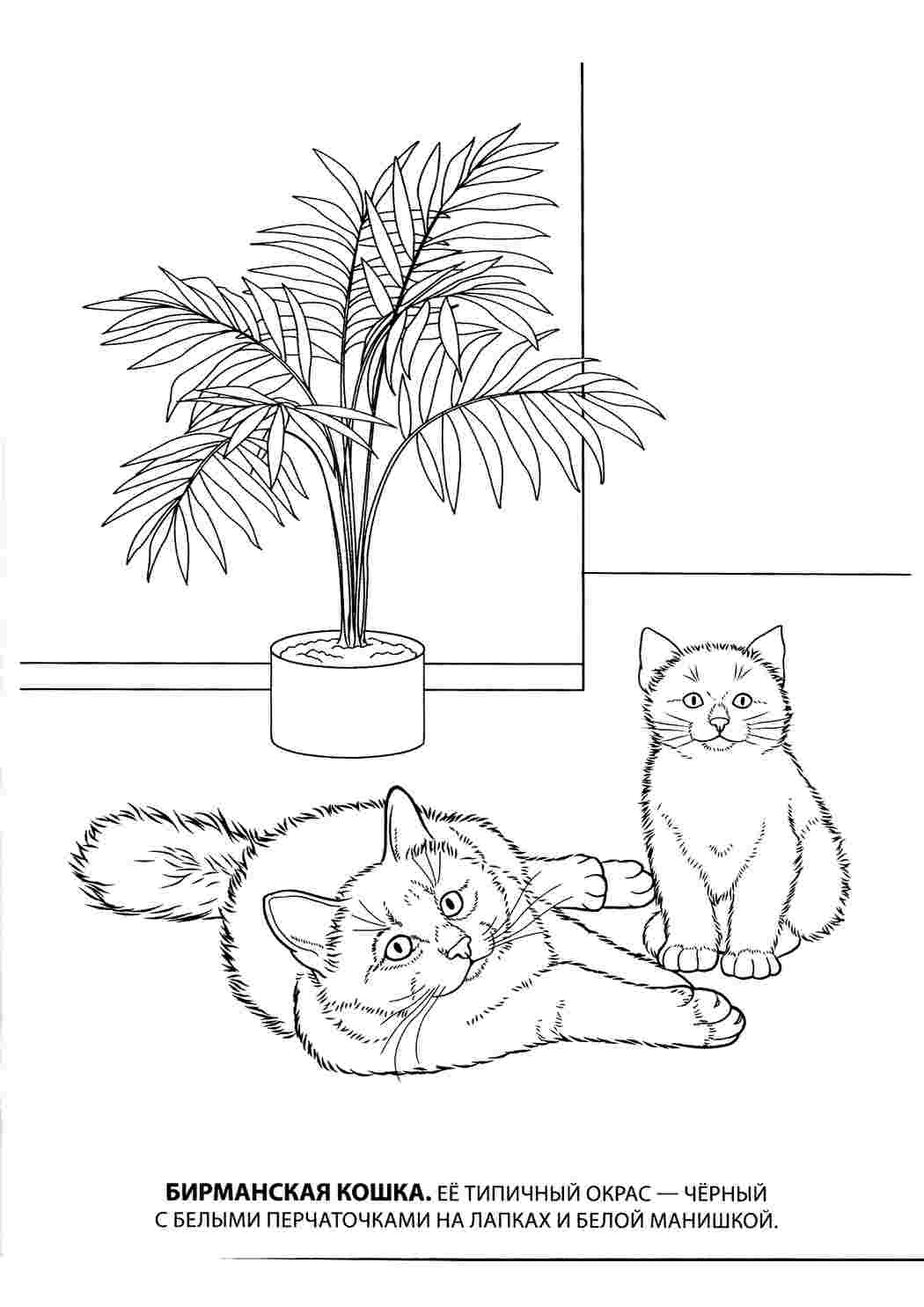 Раскраски Бомбейская кошка. Черно белые раскраски. Бомбейская кошка. Разукраски.
