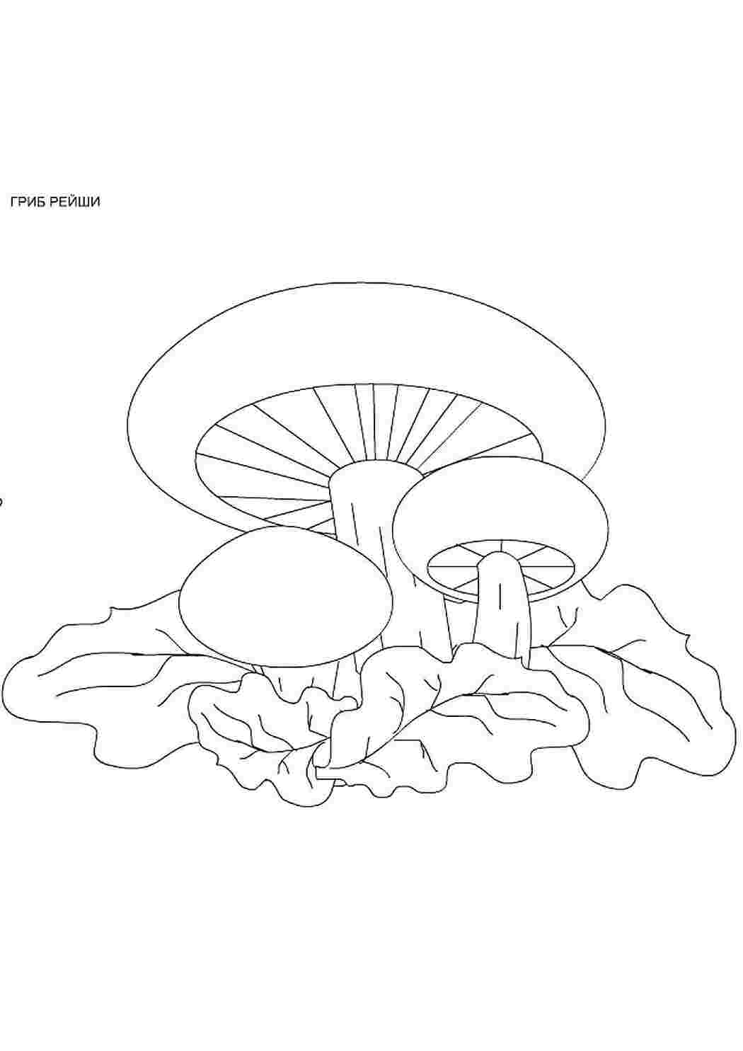 раскраска гриб. Сайт с раскрасками.