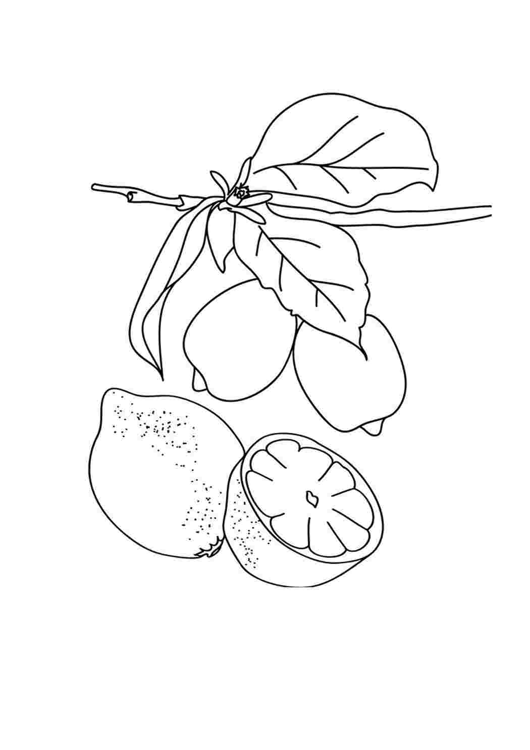 раскраска лимон. Распечатать раскраски.