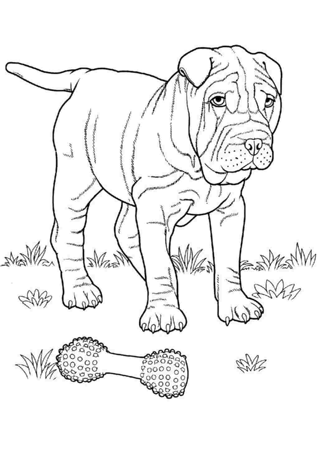Раскраски Шарпей раскраска. Картинки раскраски. Шарпей раскраска. Обучающие раскраски.