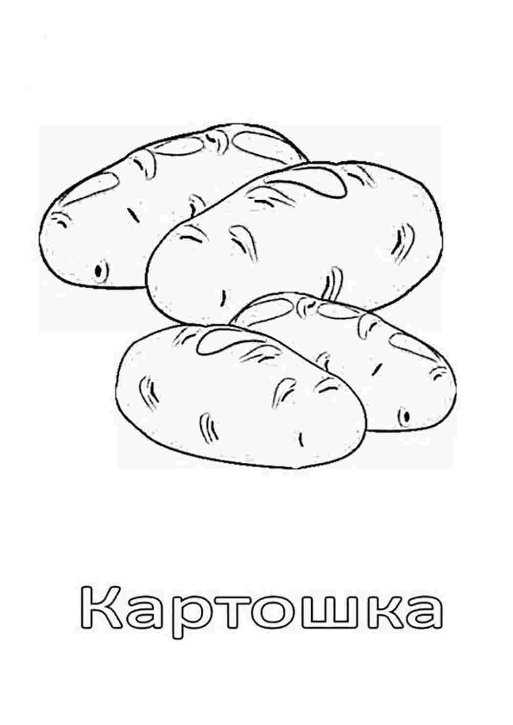 раскраска картошка. Скачать раскраски.