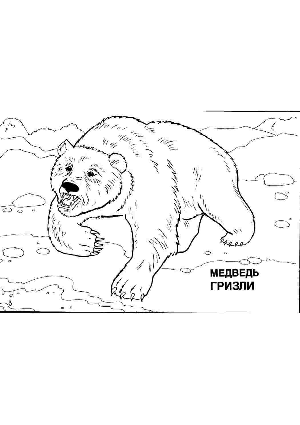 раскраски животных раскраска медведь. Скачать раскраски бесплатно.