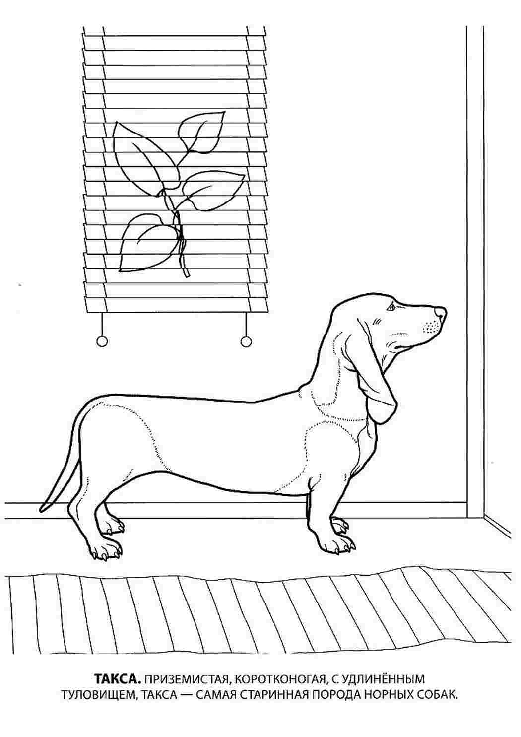 Раскраски раскраска собака раскраска такса. Онлайн раскраски. раскраска собака раскраска такса. Много раскрасок.