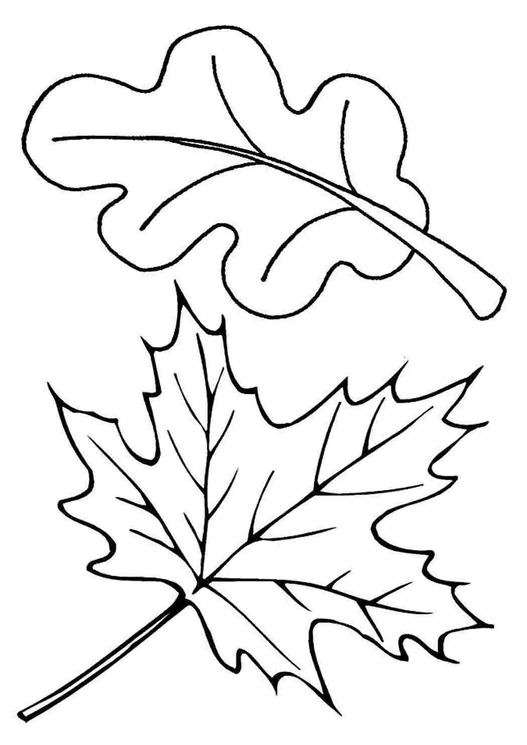 Раскраски Листья деревьев для детей распечатать на А4 и скачать