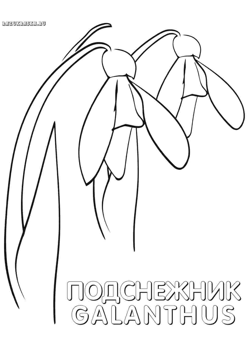 Раскраски подснежник природа. Раскраски без СМС. подснежник природа. Раскрашивать онлайн.
