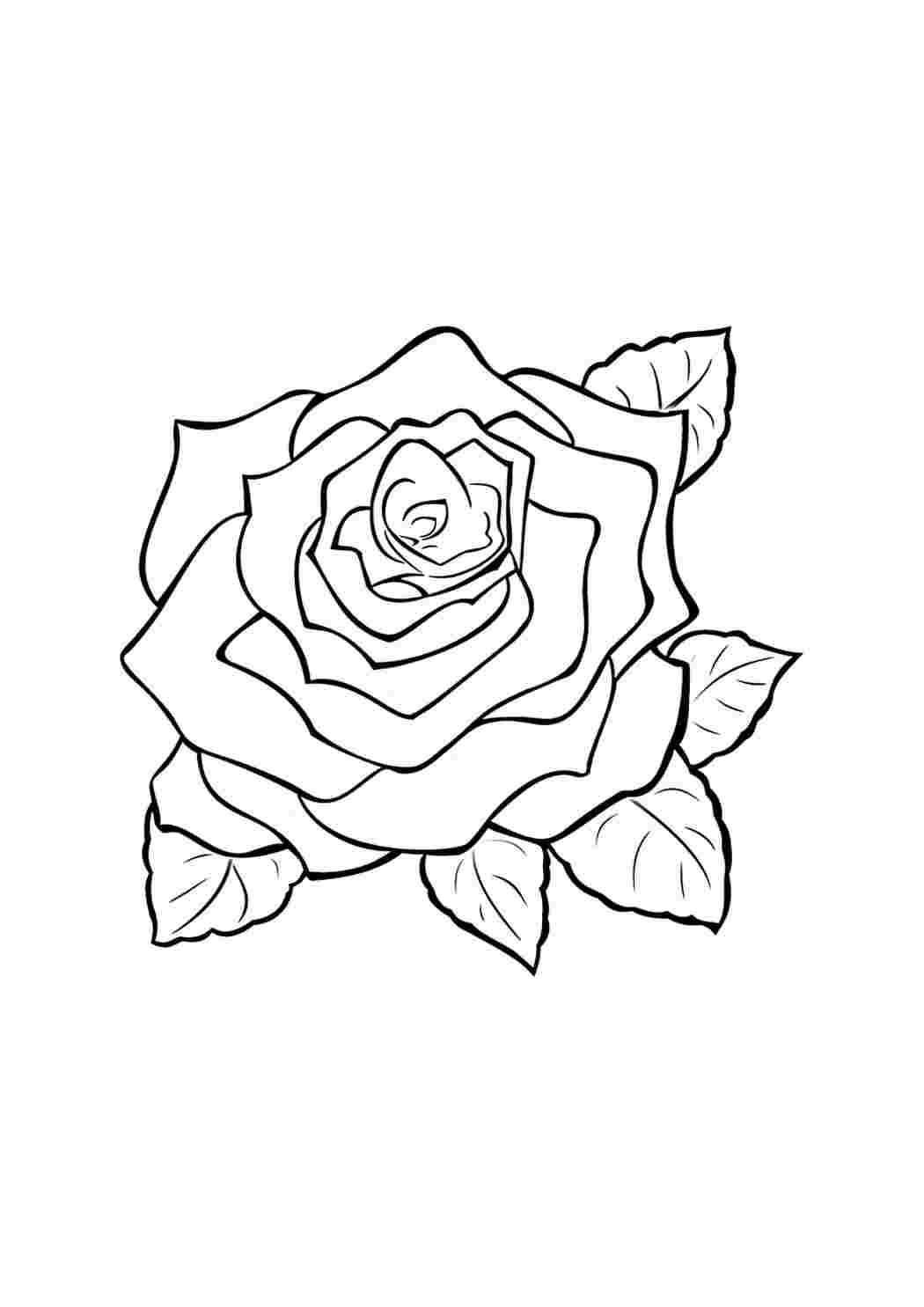 Раскраска роза . Красивая роза. Онлайн раскраски.