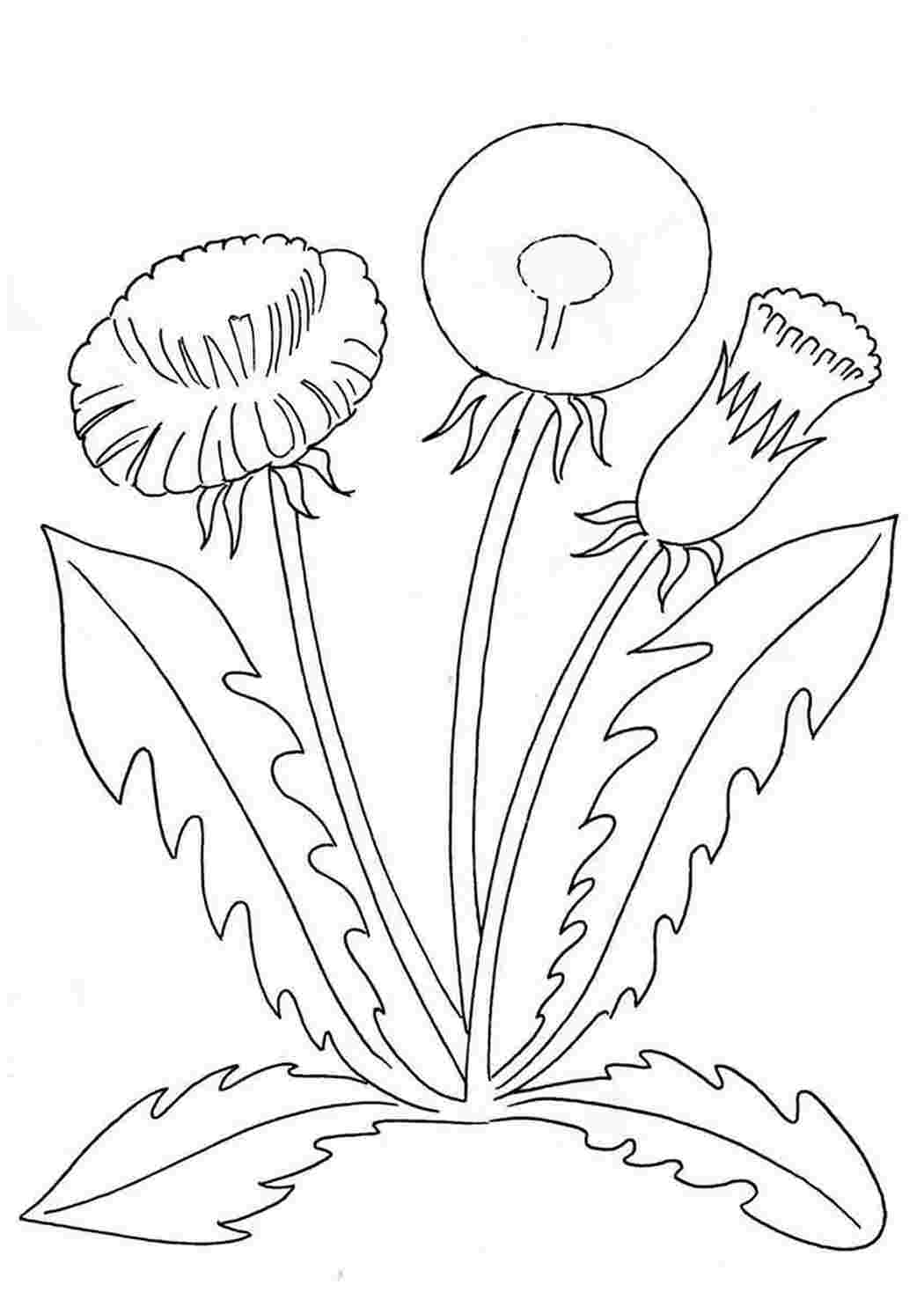 Раскраски раскраска одуванчик. Онлайн раскраски. раскраска одуванчик. Онлайн раскраски.