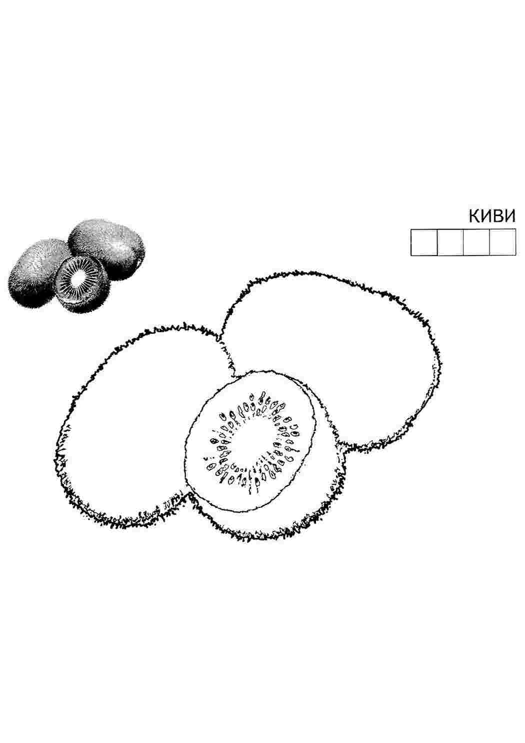 раскраска киви. Скачать раскраски.