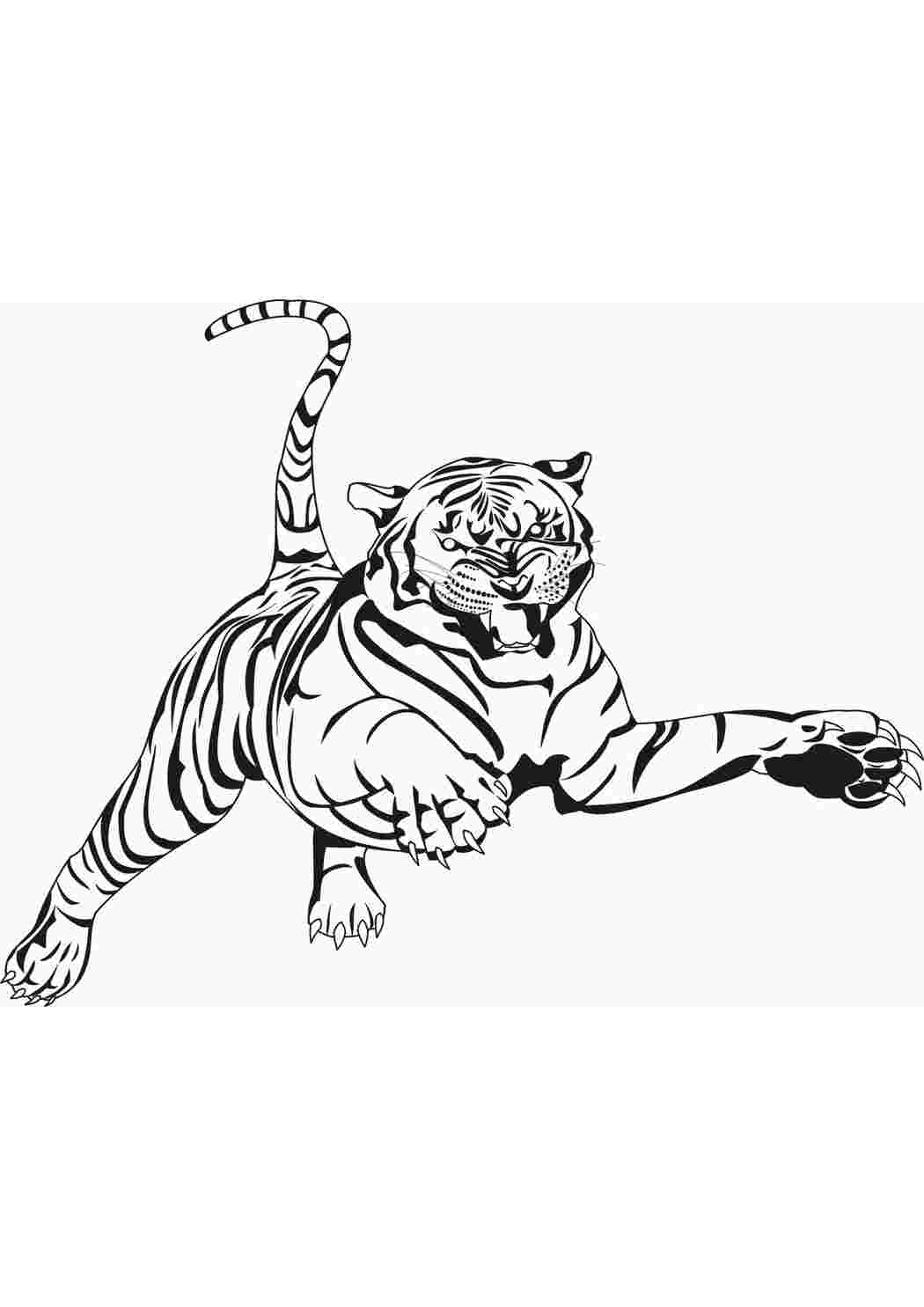 Раскраски тигр скачать и распечатать бесплатно