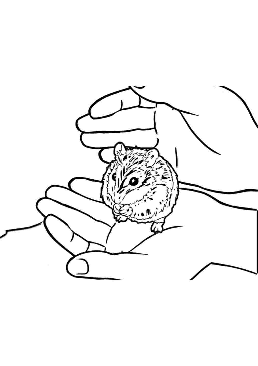Раскраски Söpö hamsteri istuu käsillään-värityskirja. Бесплатные раскраски. Söpö hamsteri istuu käsillään-värityskirja. Развивающие раскраски.