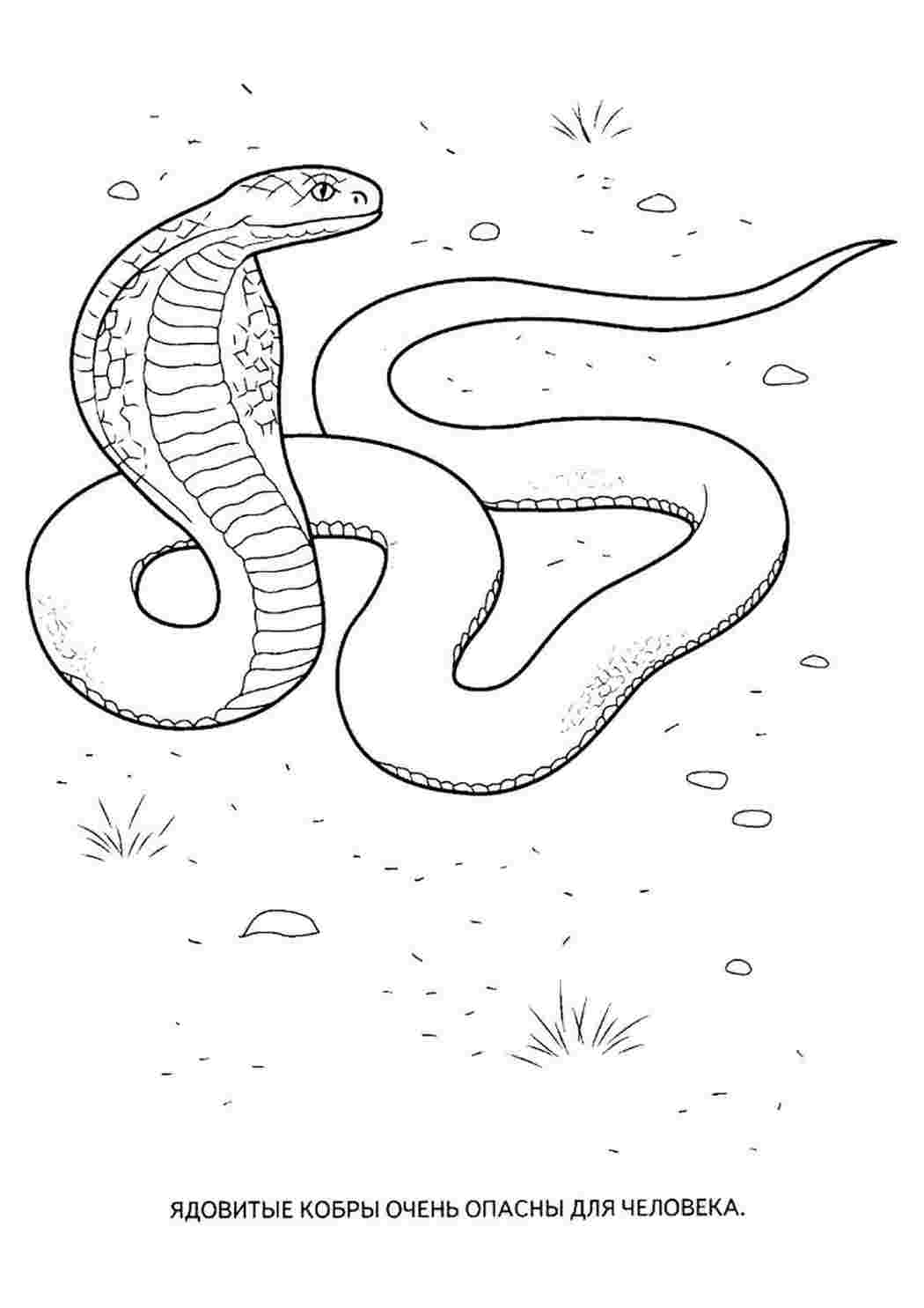 Раскраски змеи - 25+ изображений для печати