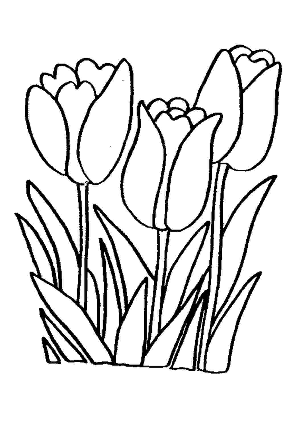 Раскраски тюльпаны, Страница:1.