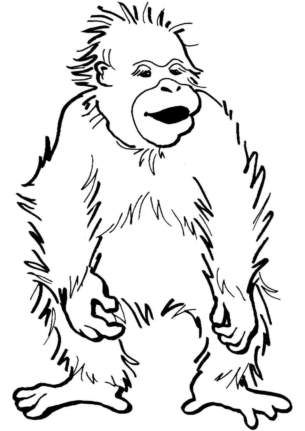 Раскраски Раскраска Раскраска счастливый малыш орангутанг распечатать. Раскраски. Раскраска Раскраска счастливый малыш орангутанг распечатать. Печатать раскарску.