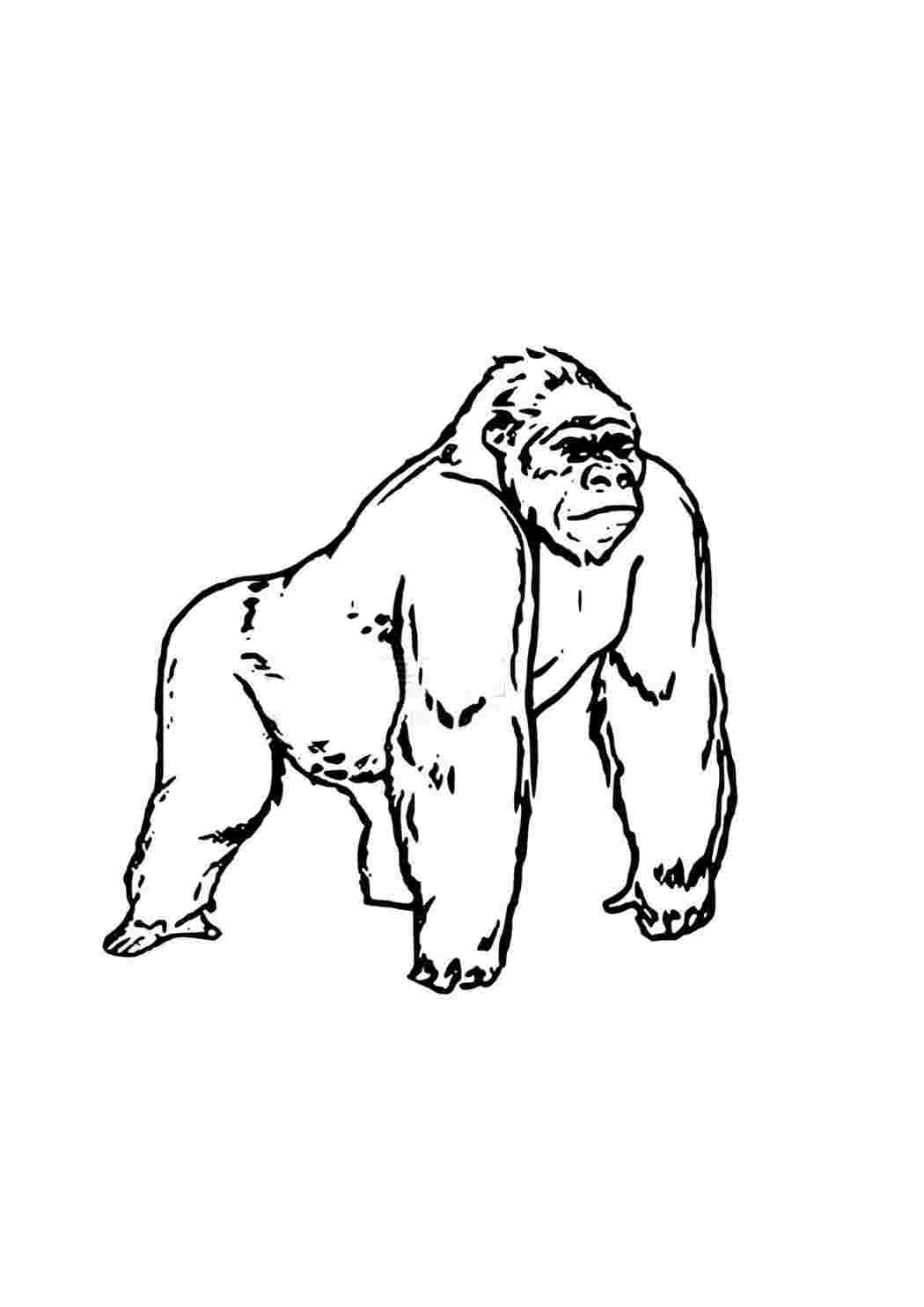 Раскраска горилла