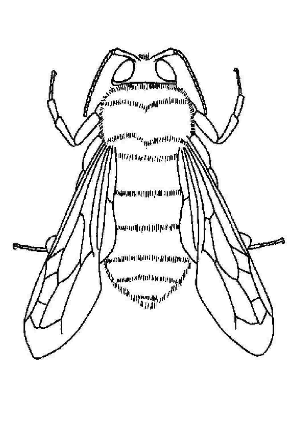 Раскраски раскраски животных раскраска шмель. Распечатать раскраски. раскраски животных раскраска шмель. Онлайн раскраски.