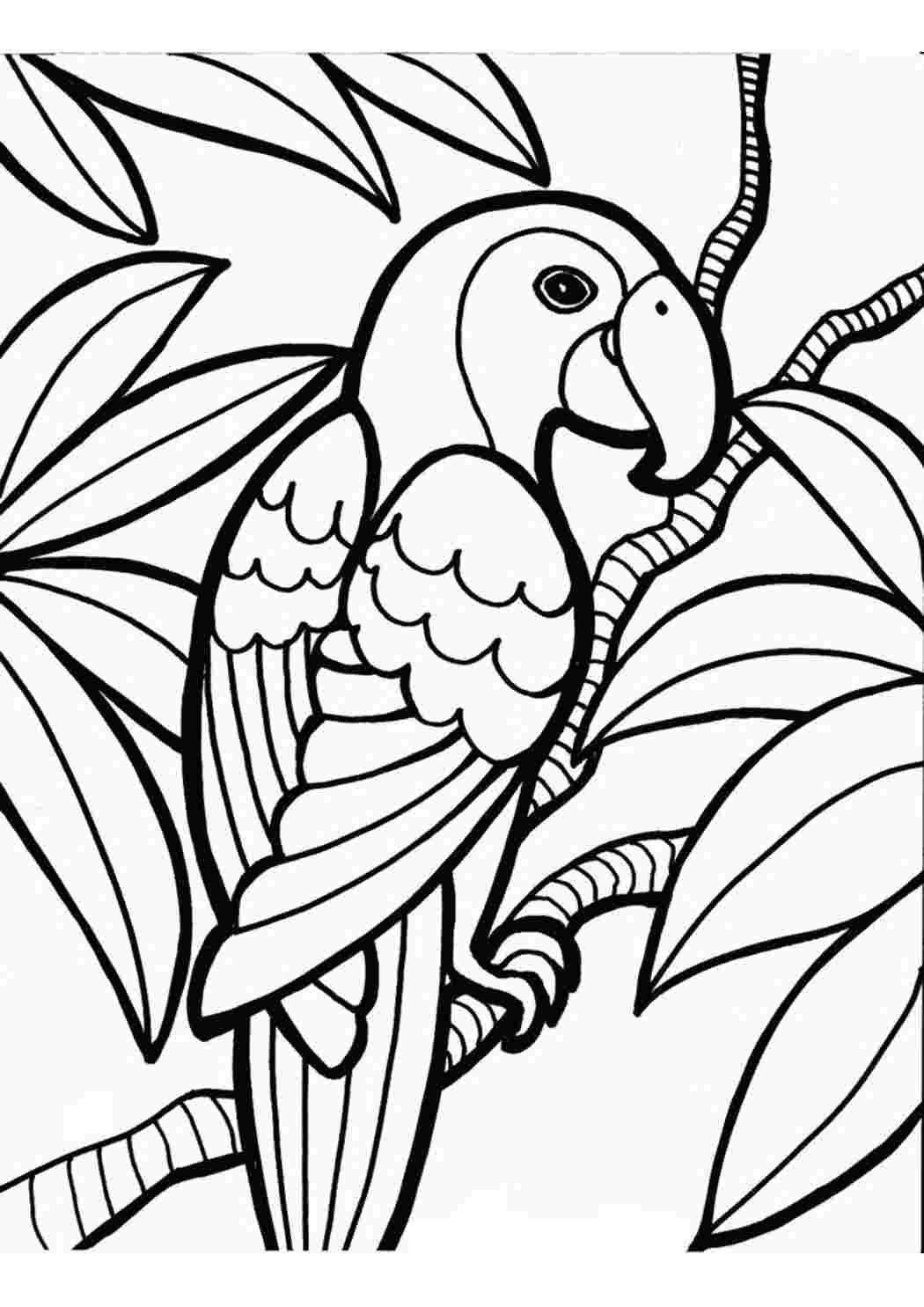 Раскраски Раскраска попугай на ветке. Раскраска для печати. Раскраска попугай на ветке. Много раскрасок.
