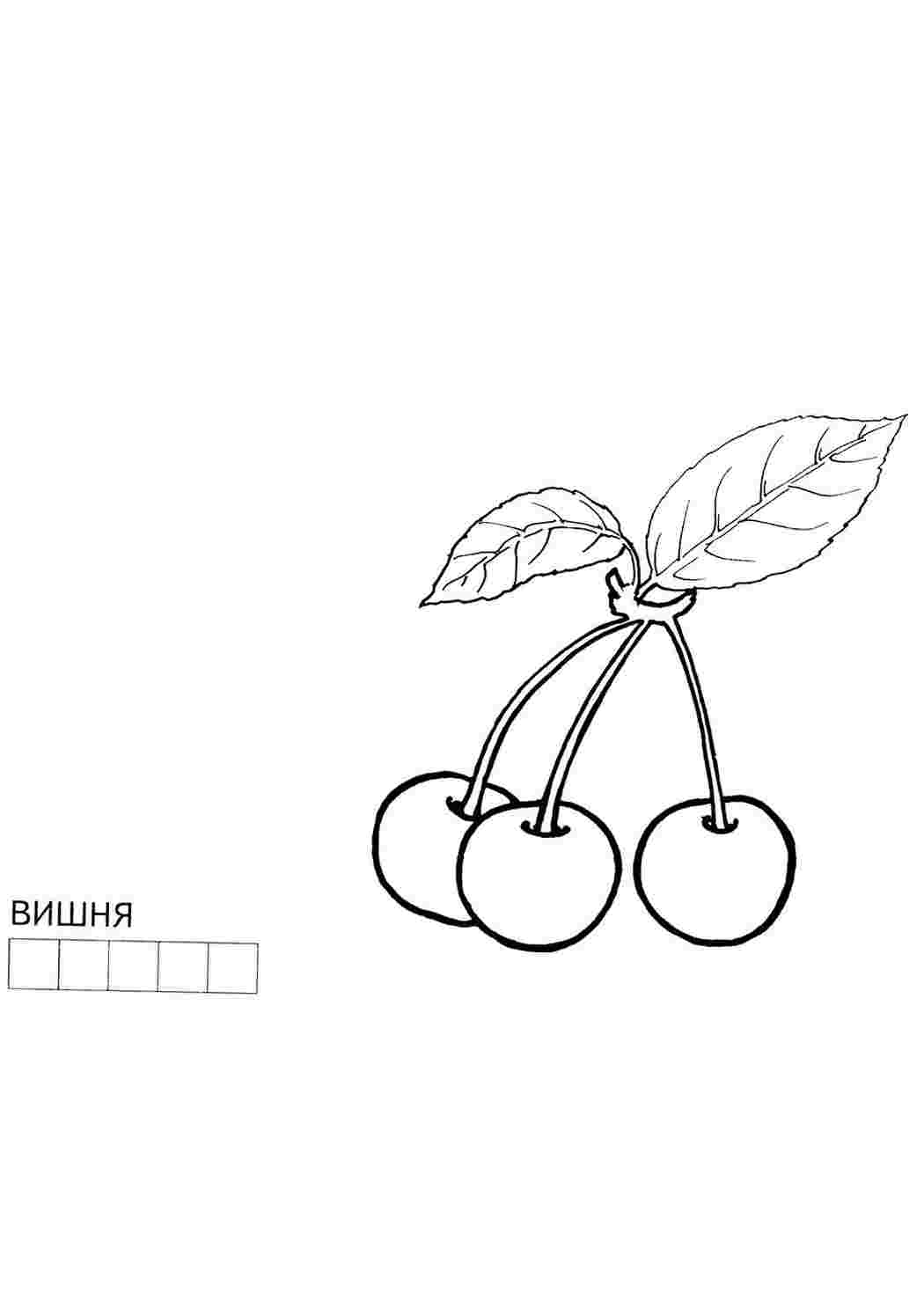 Раскраски Вишня. Раскраски для развития. Вишня. Раскраски без СМС.