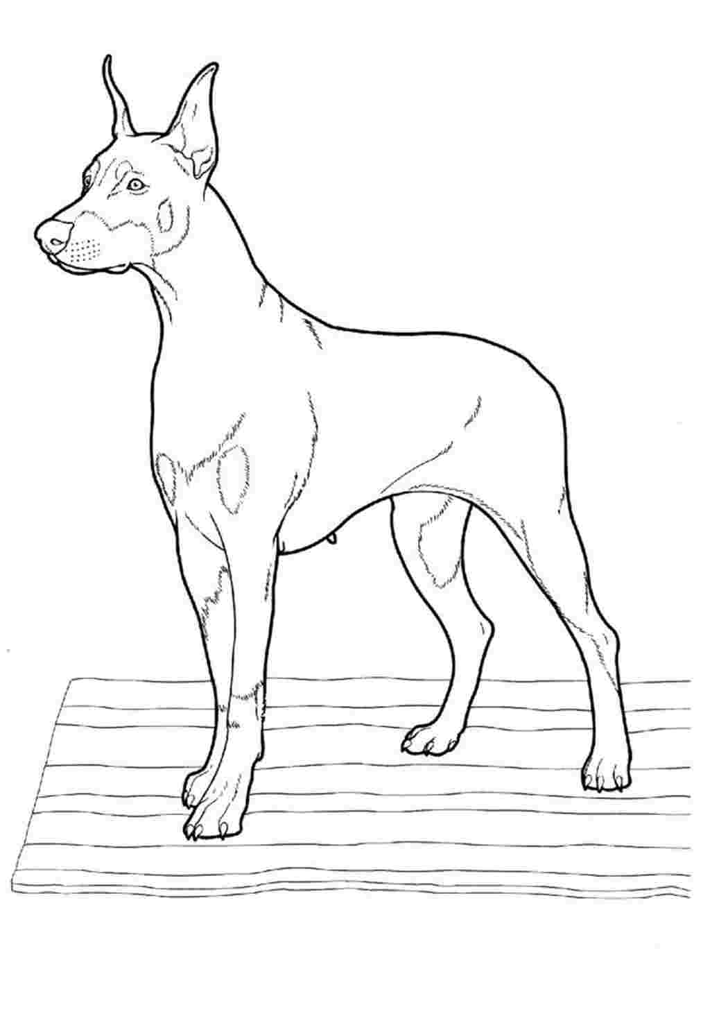 Раскраски Раскраска Доберман. Онлайн раскраски. Раскраска Доберман. Раскраски в формате А4.