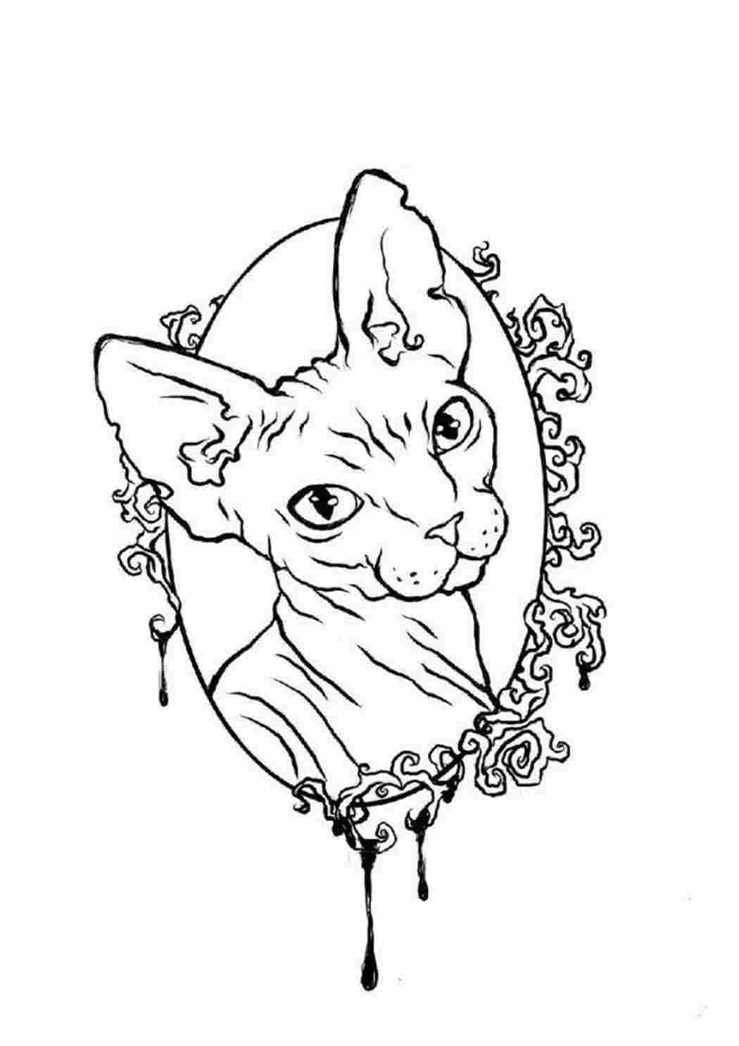 Раскраска кошка сфинкс. Картинки раскраски.