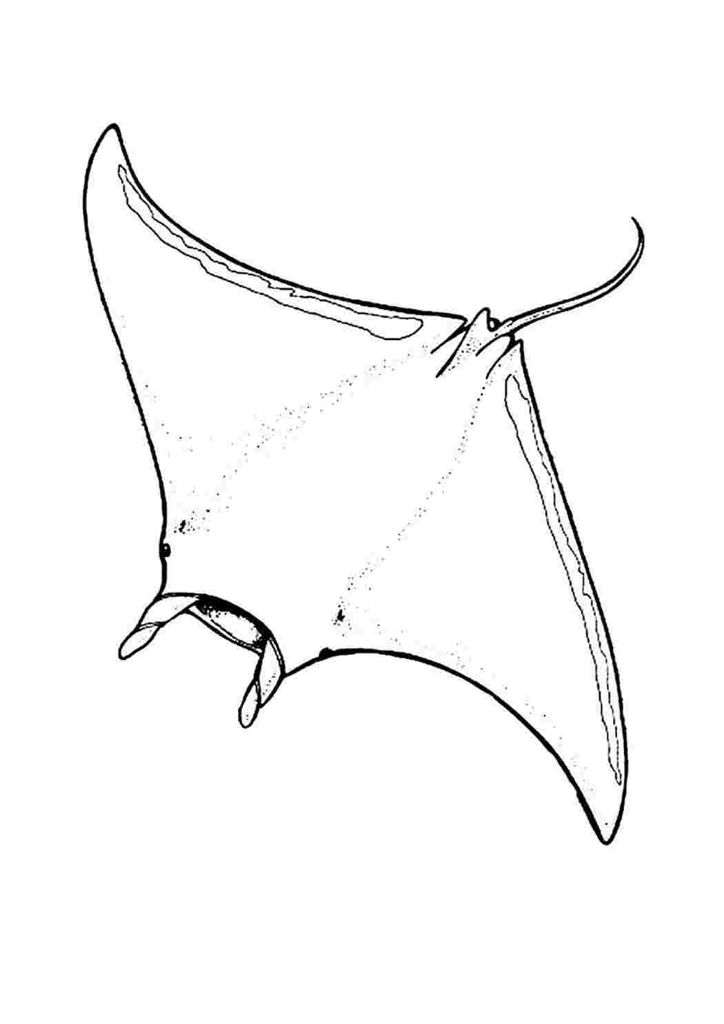 Раскраски раскраски животные раскраска скат. Онлайн раскраски. раскраски животные раскраска скат. Бесплатно найти раскраску.